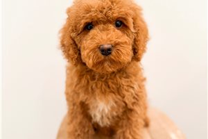 Ellie - puppy for sale