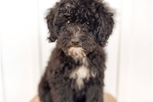 Cresslyn - Mini Bernedoodle for sale
