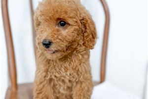 Amelie - puppy for sale