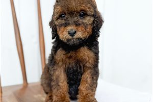 Argo - puppy for sale