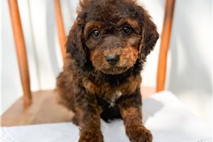 Apache - puppy for sale