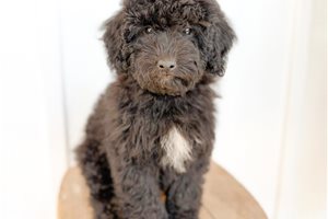 Calista - Mini Bernedoodle for sale