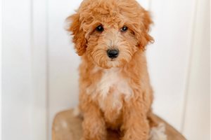 Coral - Mini Bernedoodle for sale