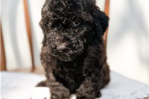 Amor - puppy for sale