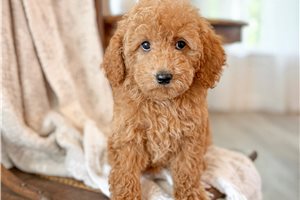 Amelie - Bernedoodle, Mini for sale
