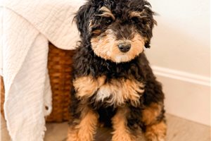 Foster - Bernedoodle, Mini for sale