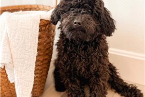 Emory - Bernedoodle, Mini for sale