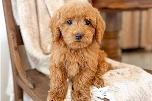 Amina - Bernedoodle, Mini for sale