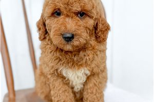 Anson - puppy for sale