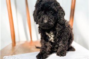 Anastasia - Bernedoodle, Mini for sale