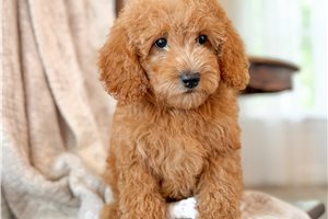 Amaury - Bernedoodle, Mini for sale