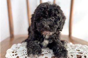 Calista - Mini Bernedoodle for sale