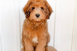 Carter - Mini Bernedoodle for sale