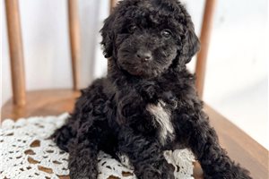 Cresslyn - puppy for sale