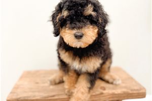 Foster - Bernedoodle, Mini for sale