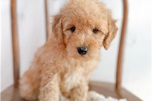 Chuck - puppy for sale