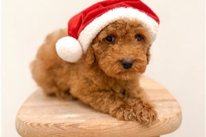 Evelyn - puppy for sale