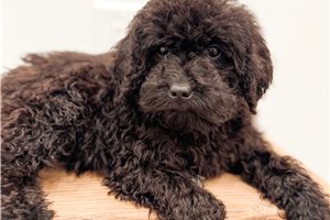 Emory - Bernedoodle, Mini for sale