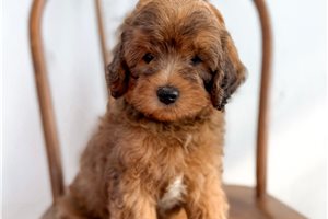 Carter - puppy for sale