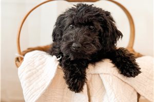 Franklin - Bernedoodle, Mini for sale