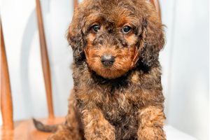 Arch - puppy for sale