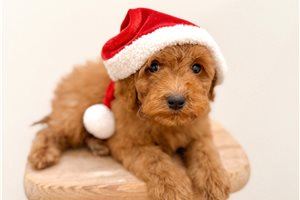 Elmo - puppy for sale