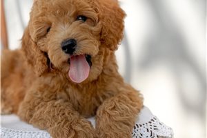 Amaury - puppy for sale