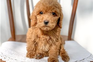 Amina - puppy for sale