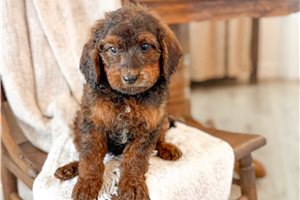 Apache - Bernedoodle, Mini for sale