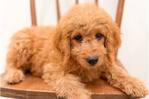 Bronson - Goldendoodle, Mini for sale