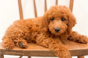 Blanche - puppy for sale