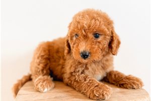 Chance - puppy for sale