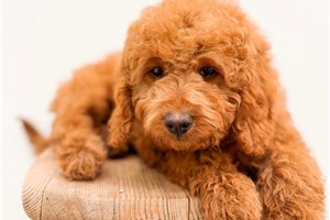 Dusty - Goldendoodle, Mini for sale