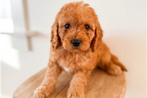 Delaney - puppy for sale