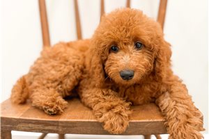 Basil - puppy for sale