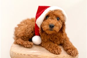 Dora - Goldendoodle, Mini for sale
