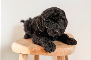 Conner - puppy for sale