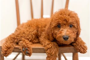 Bristol - puppy for sale