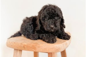 Chloe - puppy for sale