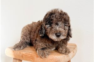 Chuckles - puppy for sale