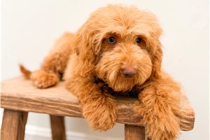 Cameron - Goldendoodle, Mini for sale