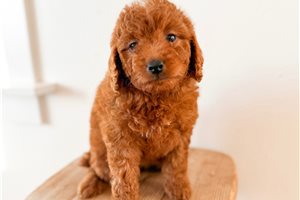 Dasha - puppy for sale