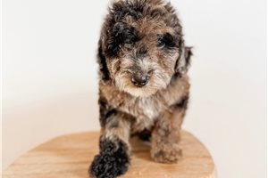 Celina - puppy for sale