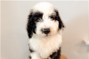 Bastian - puppy for sale