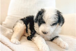 Bobby - puppy for sale