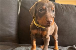 Alea - Doberman Pinscher for sale