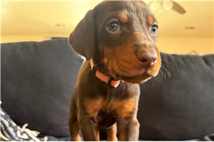 Alexis - Doberman Pinscher for sale