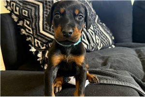 Ajax - Doberman Pinscher for sale