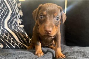 Astrid - Doberman Pinscher for sale