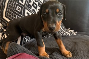 Apollo - Doberman Pinscher for sale